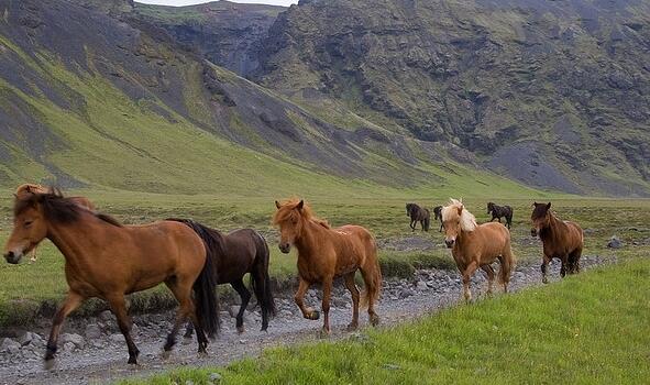 aurorainiceland's tweet image. The Icelandic pony buff.ly/18ODdv1