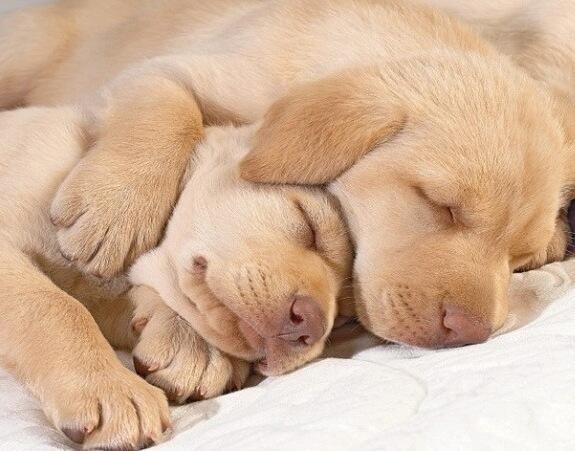 Fetchbee's tweet image. “@iLovePupsDaily: Cuddling pups http://t.co/deQVIaNzJ3”