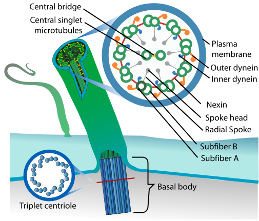 Cilia016487's tweet photo. Look at the structure of Cilia! #murphpack http://t.co/VpZiBYXt2F