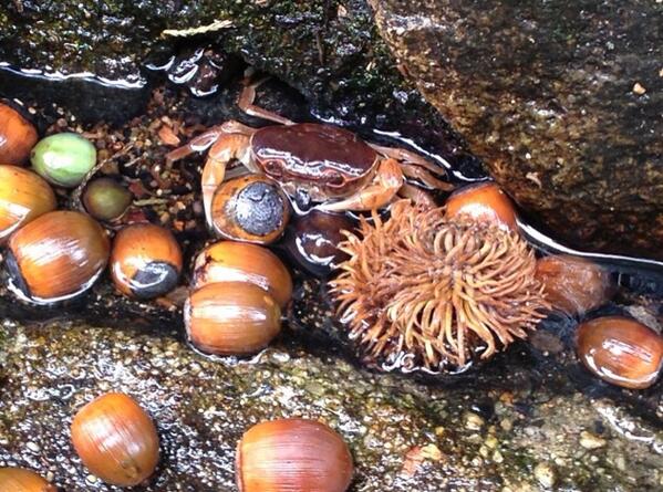 野生のサワガニはしいの実を食べるらしいので試しにあげてみたらこうなった 宮沢賢治の世界やん Togetter