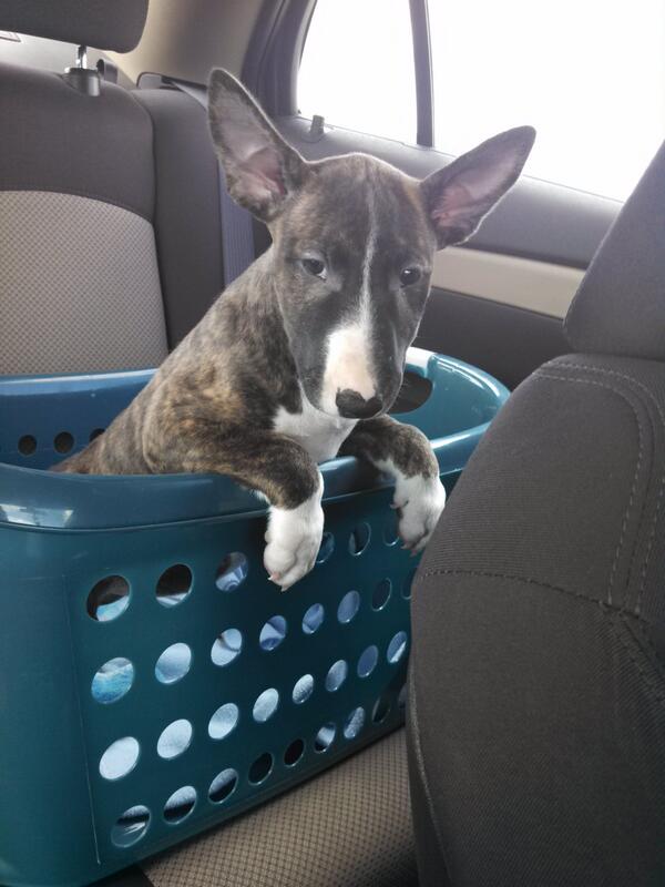 @wkyc #doggoneweather #bullterrier #piper