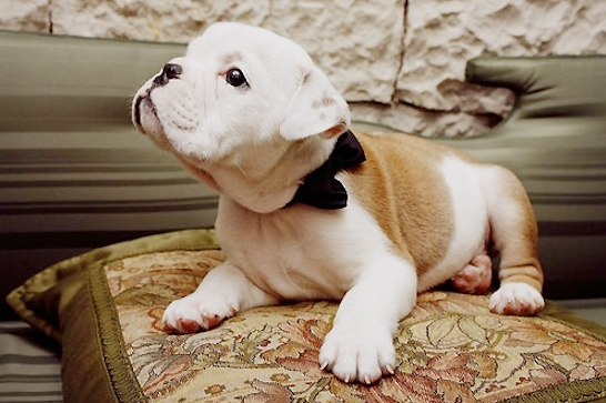 RoverDotCom's tweet image. Look who got all dressed up! #justforyou #lookingdapper