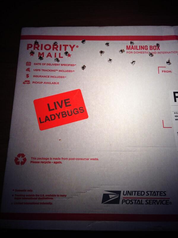 wesleymoose's tweet image. That&apos;s right aphids you better run! #projectladybug