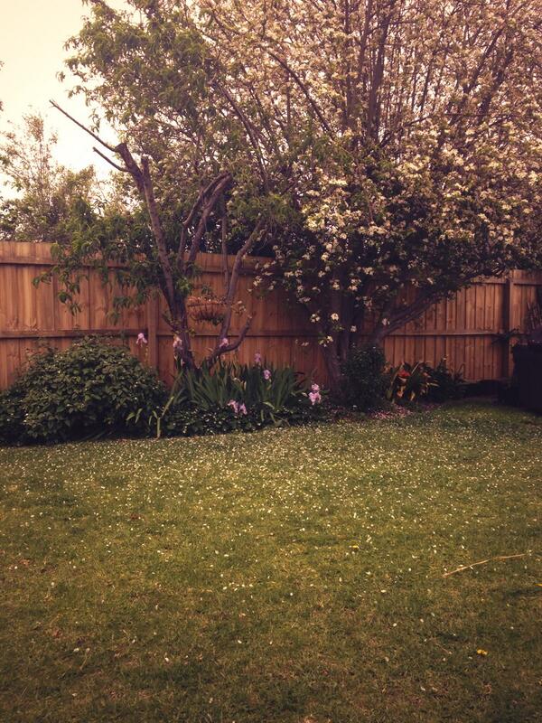 Cherry blossom is out #Japan