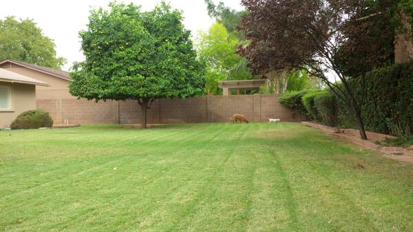 PeterKunka's tweet photo. This move was worth it #movingsucks just look at the new pup paradise backyard for my #goldenreteiever and #terrier http://t.co/uRu3Q6uCL4