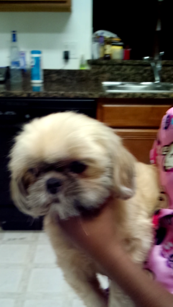 MaddyWi07946974's tweet photo. My cute little dog http://t.co/iY40SAmJrT