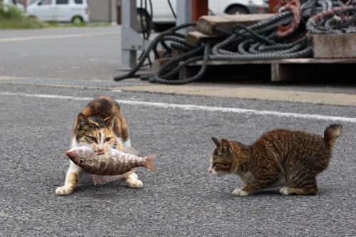 daisukinga's tweet photo. お魚くわえたどらねこ http://t.co/vYOqFw8oYr