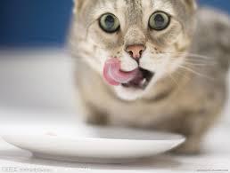 daisukinga's tweet photo. 飯はまだか！！ http://t.co/rffnoHWBgM