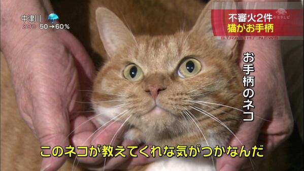 daisukinga's tweet photo. 猫の恩返し http://t.co/os7anjGzK7