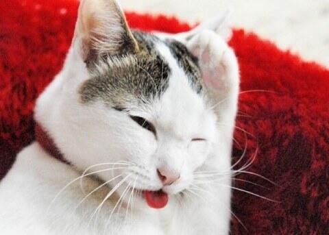 daisukinga's tweet photo. てへ http://t.co/NqKdLclsoZ