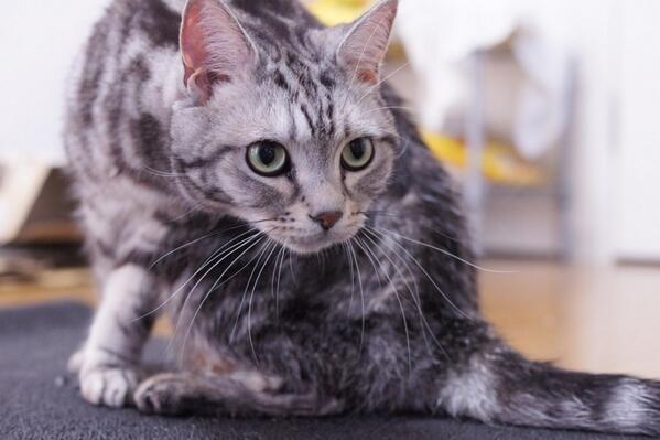 daisukinga's tweet photo. 獲物を捉える目 http://t.co/as7OrvGOOz