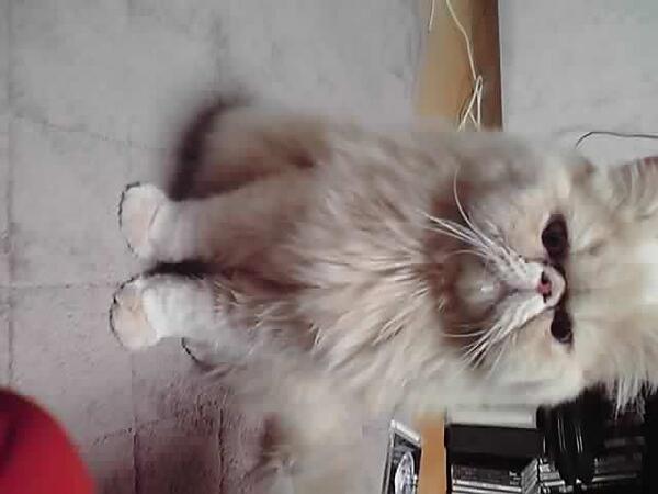 daisukinga's tweet photo. ぶさかわｗｗｗ http://t.co/LwJiiV0RZa