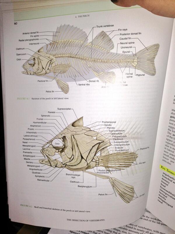 sarah_mashburn's tweet image. In da club high on PERCH with my shades on🎶 #delirious #punny #labpractical