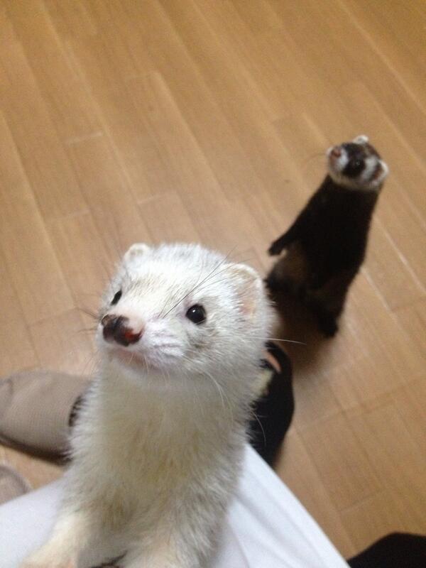 h3238's tweet photo. フェレット欲しい人いませんか？
ゲージ、トイレ、水飲み場？、ハンモック付きですw
用意してもらうのはエサとトイレの砂くらいです☻
オスで性格はおとなしいです(*^^*)
噛んだりしません！
周りにも聞いてみてください（≧∇≦） http://t.co/RurvxuXFfX