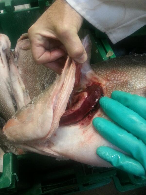 Kitty Mitchell Grouper in today.......