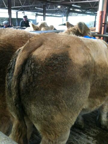 declangumley's tweet photo. Prize winning ass @bitshitty http://t.co/KR2RgSMauK
