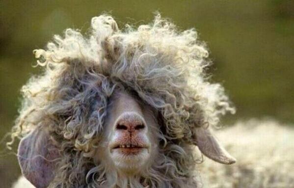CartGirlProbz's tweet photo. My hair after work every day. http://t.co/NSfOBvZzmM