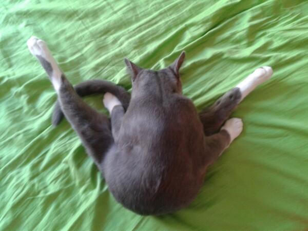 AlbertdeBonis's tweet photo. gymnastic's cat http://t.co/hBmYgidzah