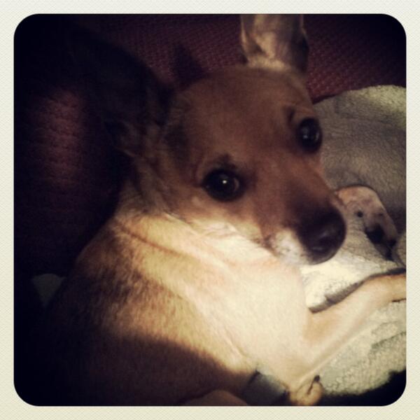 BethRentschler's tweet photo. #lovemybuster http://t.co/ACgZrG0AXf