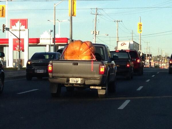 fionad03's tweet photo. Holy #pumpkin #batman! Must be a contender for @Keene_Pumpkin? @pktourism @ptbo_canada @Ptbo_Batman http://t.co/ZaD3Q0QckJ