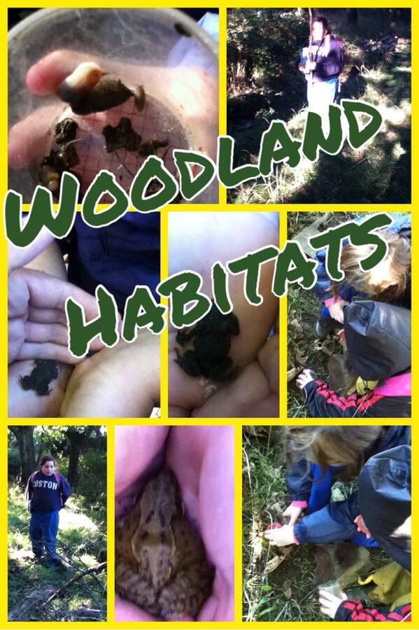 Easterny6's tweet photo. Great morning looking at what lives in a woodland habitat. Now for some pond dipping. http://t.co/ceOHH3iBpZ