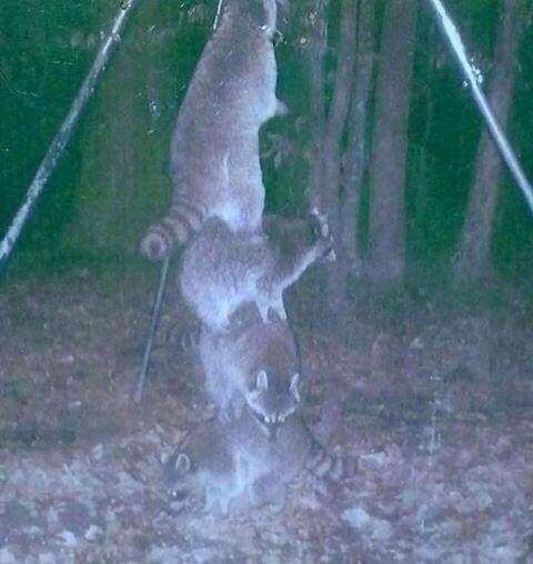 Cabela S On Twitter Rt Shlaiger Somebody Thought Wrong Putting