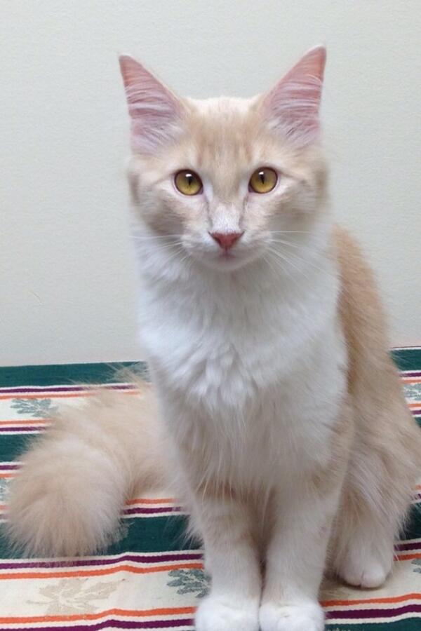 paristhekitty tweet picture