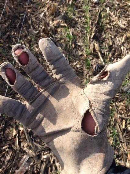 FarmingJones's tweet photo. I'd say my gloves have been worked in a little http://t.co/EGI0xgDGMB