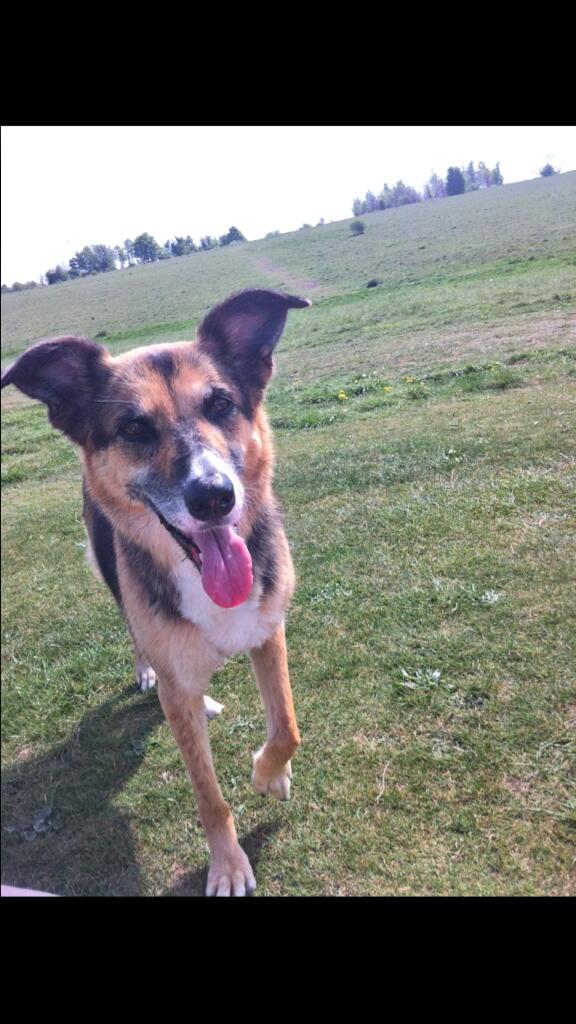 Kel_kay's tweet photo. It's so hard being without you my Lucy Lou 😥 just want you by my side again 💔 R.I.P my girl, you were the best ever! http://t.co/OcYlrZHBme