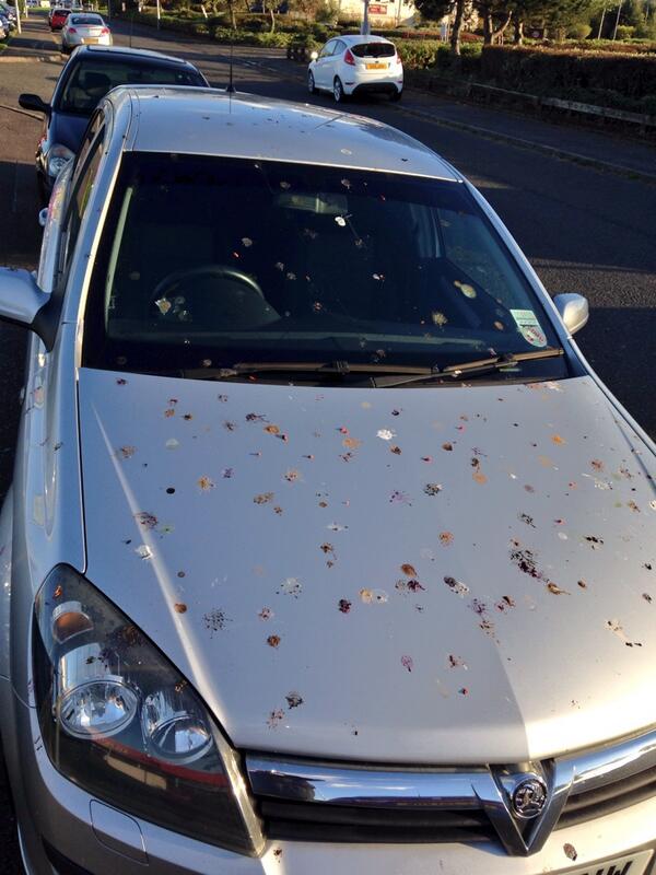 Parked under a lamppost this morning and came out after work to this. #weewankerbirds