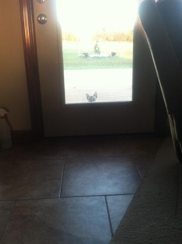 LexieC_0's tweet image. I feel like I'm being watched... #hellocat