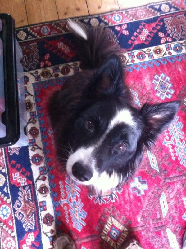 Dill The Dog (imadognameddill) Twitter