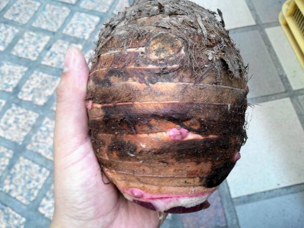 マルシェ中市 Op Twitter でかい 赤芽の里芋はっけ ん 八百果まつにし さんで 赤芽 芽赤 売ってまぁす 文字通り 芽が赤い里芋です イカと一緒に炊いたらバツグンです V 1個150円で販売中でぇす Http T Co Xesi9moops