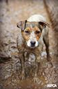 FloMoTXeditor's tweet photo. You have until Oct. 11 to tell the #USDA that puppy mill dogs deserve better vet... - http://t.co/G04KHDCVNH http://t.co/hdzP90hlOn