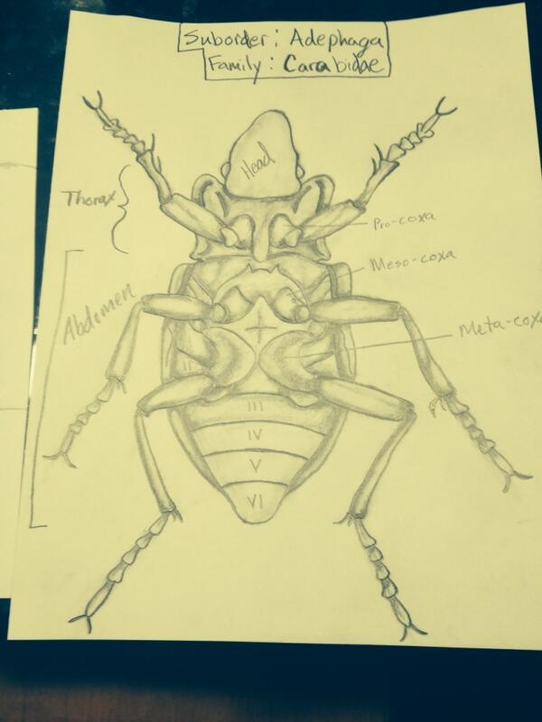 Conway_Twe3ty's tweet photo. Scientific drawing for my insect diversity class. May have gone a little overboard #nerd-art http://t.co/SU99eVnssP