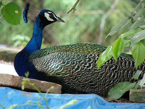 indorezoo tweet media