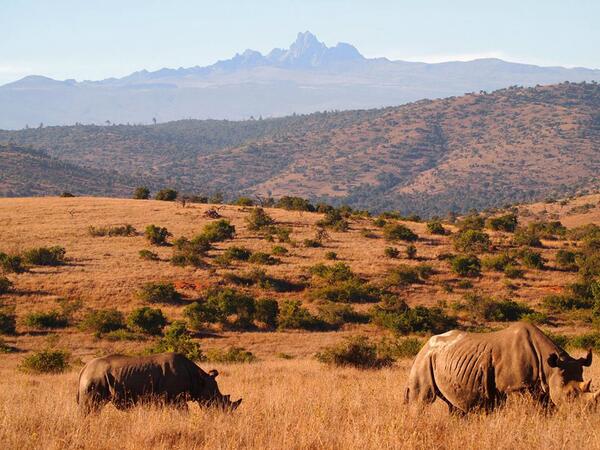 LaragaiHouse's tweet photo. What a beautiful scene! An iconic Borana view of Mount Kenya, with #rhinos! A mother and calf settling in well. http://t.co/UvWKFpGYhe