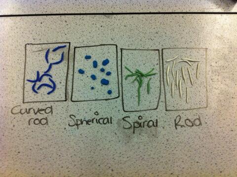TCOLCScience's tweet photo. qura-tul-ian + Kajol's bacteria http://t.co/1889GgONWB