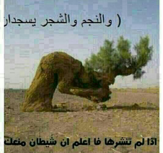 Nwavvhotmailcom's tweet photo. والنجم و الشجر يسجد ان http://t.co/pUYwO3FiA4