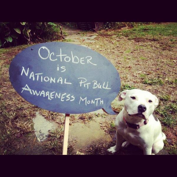 ThiThi3232's tweet image. Please RT to help increase awareness #PitBull #Awareness @Argylion_ #Bonesarelife