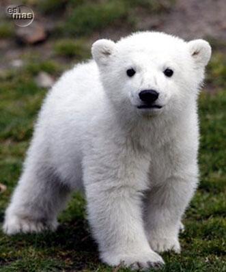 Technologyworl6's tweet image. Oso antivirus, Protección en tiempo real, Duración: 1 año. Para precios consultar a technologyworldsls@gmail.com