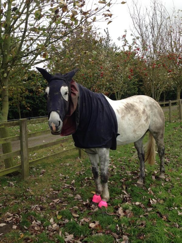 AHoskinsSJ's tweet image. Didn't appreciate finding sky had taken her rug off and is now a coloured #GreyProblems