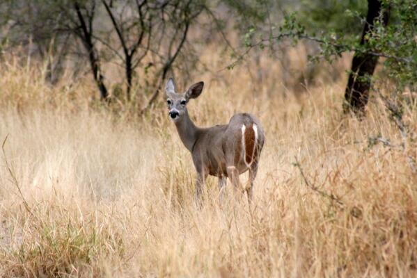 Semarnat Nuevo León tweet media