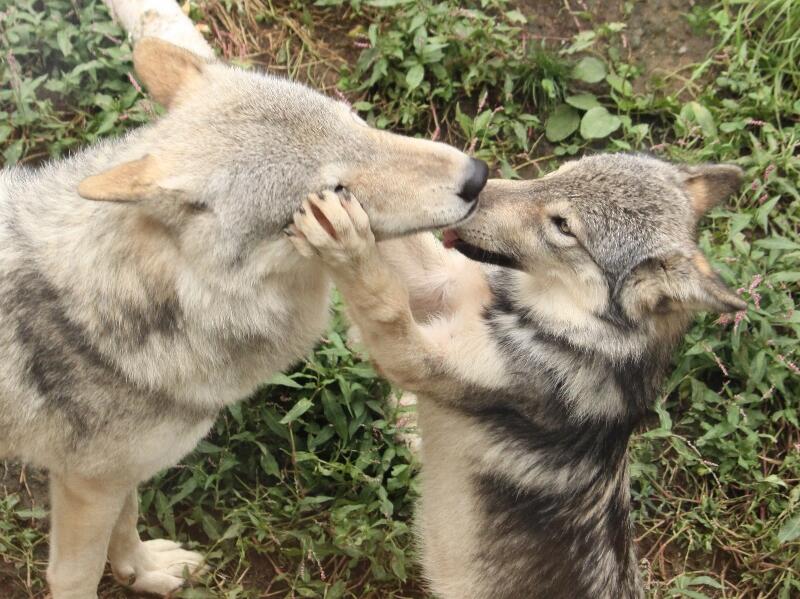 とかち Wolfes Jp 狼がかわいいです フォローさせてもらいます Twitter