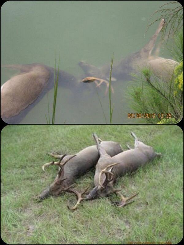 HansenWJason's tweet photo. Two great #bucks locked up.  What a way to go!
#whitetail #hunting http://t.co/1VHUHnWW0o