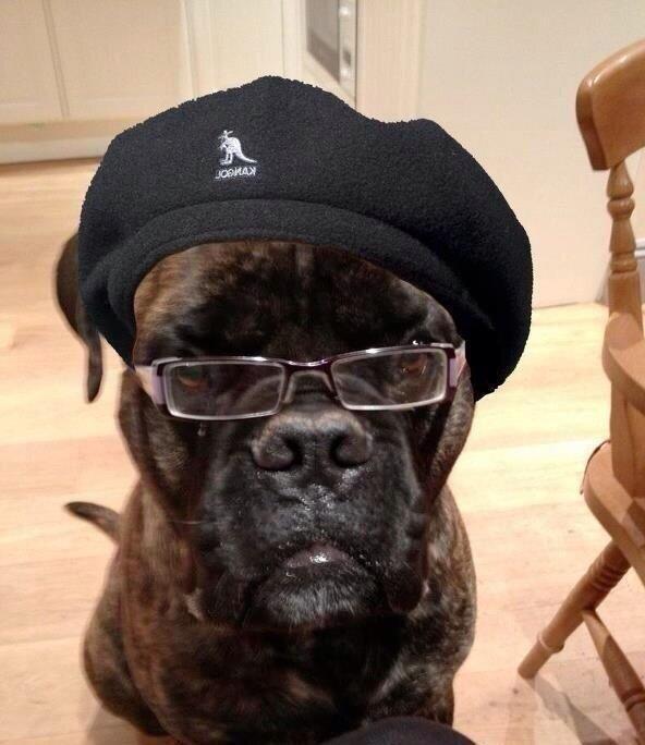 jimmycarr's tweet photo. RT @shelbyguitars: if you like dogs and Samuel L Jackson this ones for you ! http://t.co/m0jVxZmrBF