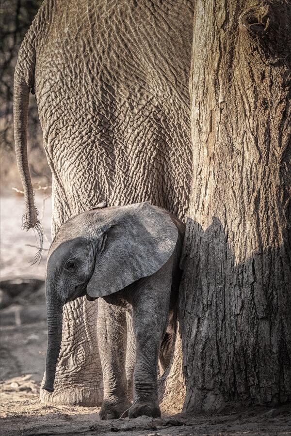 animalspic's tweet photo. http://t.co/W5ed7nKtoU