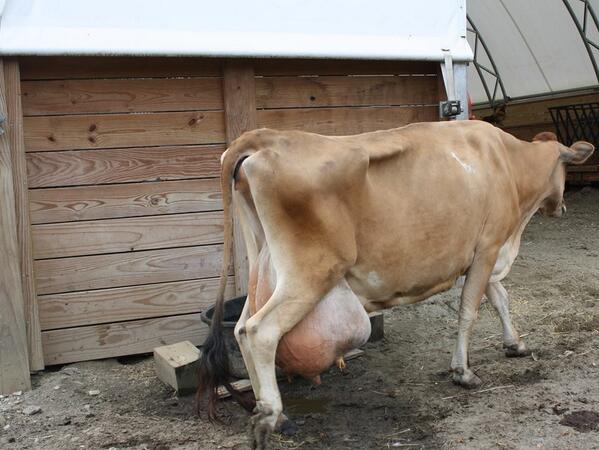 Mad__Ox's tweet photo. Autumn and Rose moved in. They are hurting from the same thing the "dairy" is still doing to my mommy. I feel sick. http://t.co/WiGmiZz2oq