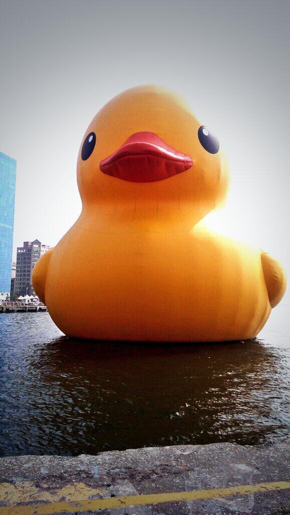 hug2462005's tweet photo. 進擊的鴨鴨，有種莫名的喜感~⊙ω⊙ http://t.co/0IuVPj4PZ8