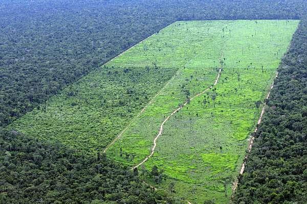 save amazon forest tweet media